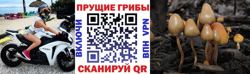 Псилоцибиновые грибы мицелий  хочу наркоту  Истра 